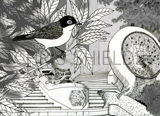 Illustration of Sardinian Warbler (Sylvia melanocephala) (#2943)