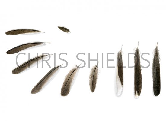 Illustration of Sardinian Warbler feathers (Sylvia melanocephala) (#2942)
