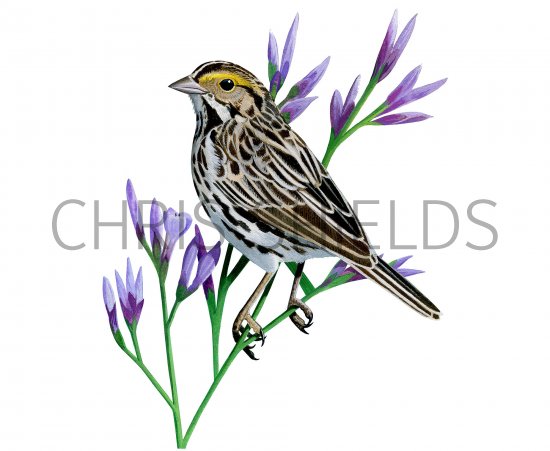 Illustration of Savannah Sparrow (Passerculus sandwichensis) (#3761)