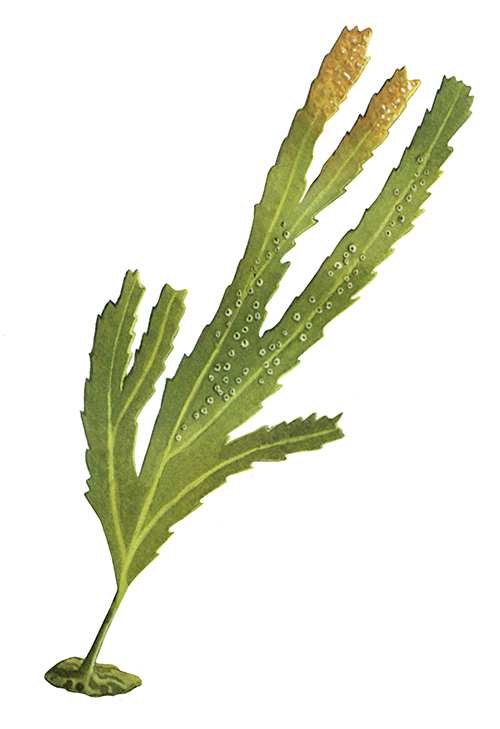 Illustration of Saw Wrack (Fucus serratus) (#4241)
