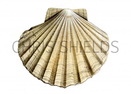 Illustration of Scallop (Great) Pecten maximus (#0761)