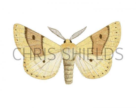 Illustration of Scalloped Oak (Crocallis elinguaria) (#2490)