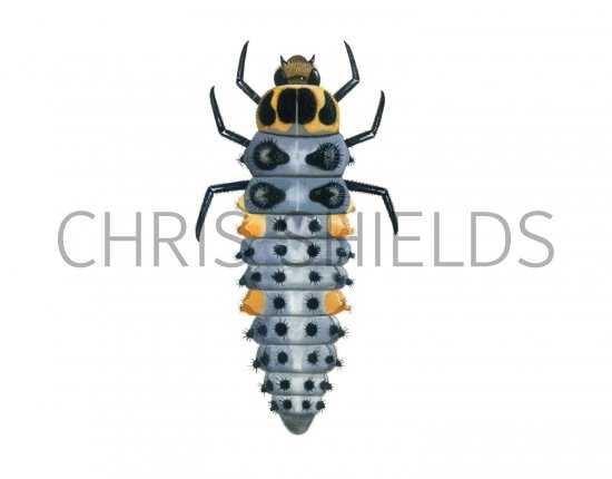 Illustration of Scarce 7-spot  Ladybird Larvae (Coccinella magnifica) (#1799)