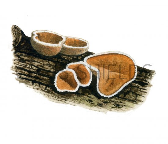 Illustration of Schizophyllum amplum (#3621)