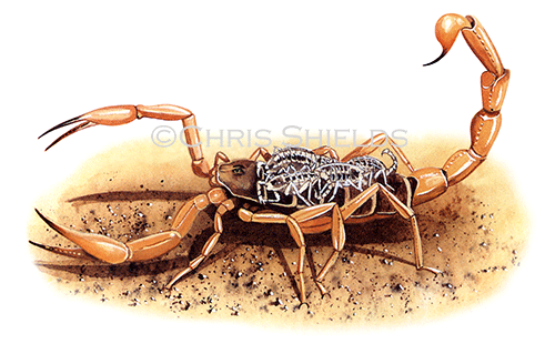 Illustration of Scorpion (#0074)