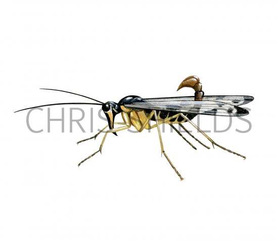 Illustration of Scorpion Fly (Panorpa communis), scorpionfly (#2955)