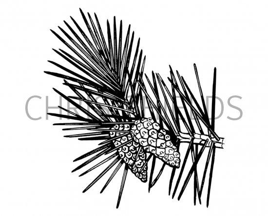 Illustration of Scots Pine cones (Pinus sylvestris) (#1502)