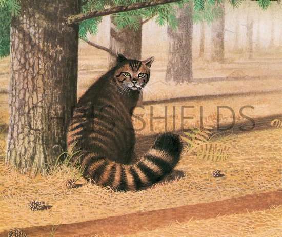 Illustration of Scottish Wildcat (Felis silvestris) (#3661)