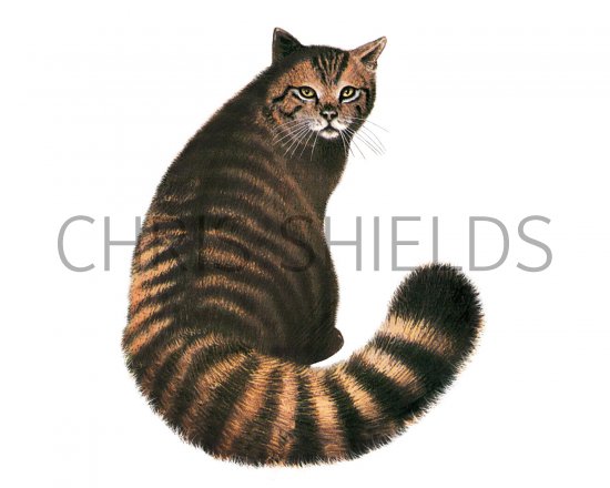 Illustration of Scottish Wildcat (Felis silvestris) (#3665)