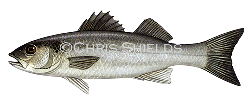 Illustration of Sea Bass (Dicentrarchus labrax) (#1084)