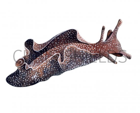 Illustration of Sea Hare (Aplysia punctata) (#2335)