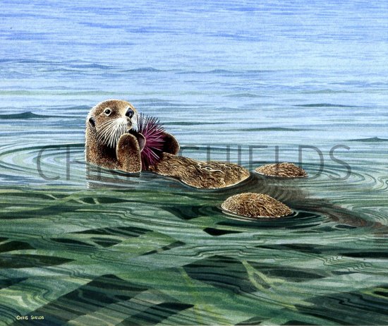 Illustration of Sea Otter (Enhydra lutris) (#0880)