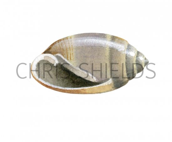 Illustration of Sea Slug (Acteon tornatilis) (#2346)