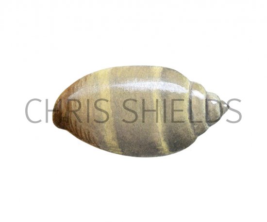 Illustration of Sea Slug (Acteon tornatilis) (#2347)