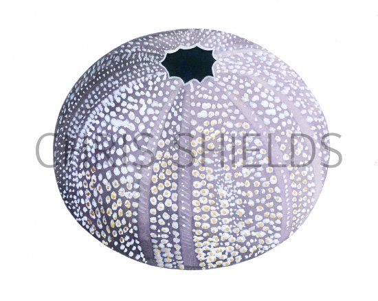 Illustration of Sea Urchin (Echinus esculentus) (#1872)