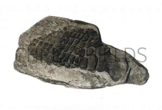 Illustration of Sea-Dragon Ichthyosaurus (paddle bone) (#0096)
