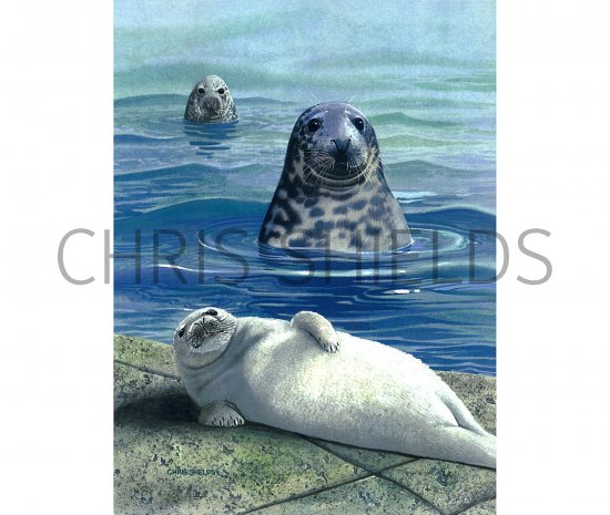 Illustration of Seal (Grey) Halichoerus grypus (#0506)