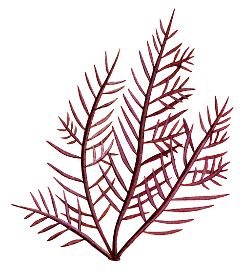 Illustration of Seaweed (Grateloupia filicina) (#4421)