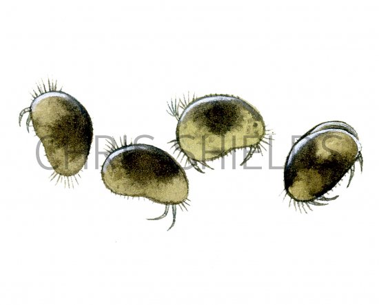 Illustration of Seed Shrimps (Ostracoda) (#1534)