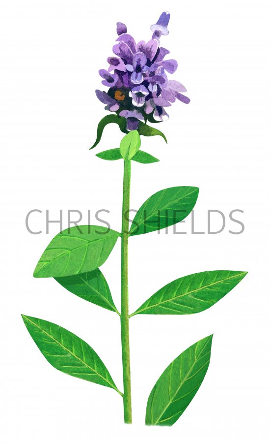 Illustration of Selfheal (Prunella vulgaris) (#3330)