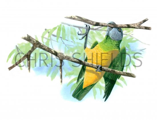 Illustration of Senegal Parrot (Poicephalus senegalus) (#1130)