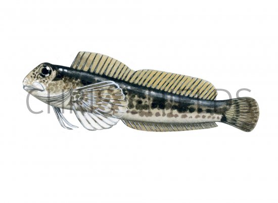 Illustration of Shanny (Lipophrys pholis) (#1048)
