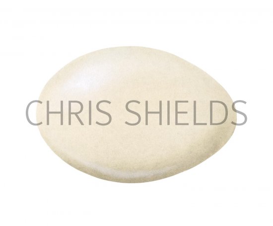 Illustration of Shelduck egg (Tadorna tadorna) (#2446)