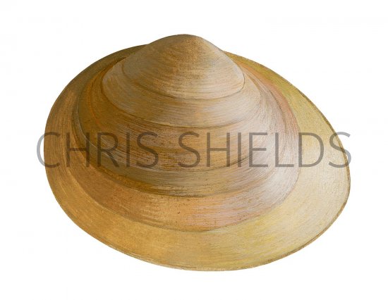 Illustration of Shining Pea Clam (Pisidium nitidum) (#2847)
