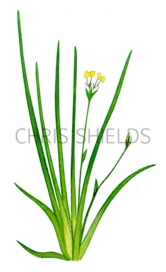 Illustration of Shoreweed (Littorella uniflora) (#0961)