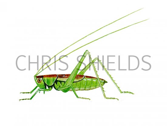 Illustration of Short-winged Conehead (Conocephalus dorsalis) (#2579)