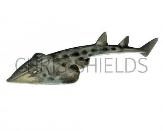 Illustration of Shovelnose Guitarfish (Rhinobatos productus) (#3771)