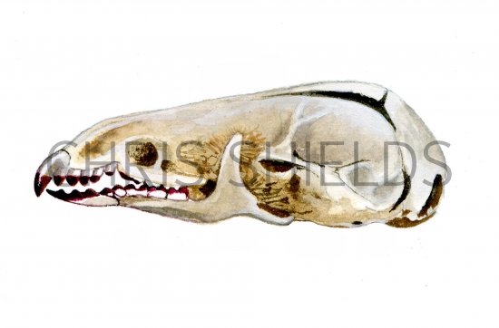 Illustration of Shrew skull (Sorex araneus) (#0869)