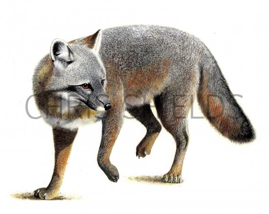 Illustration of Fox (Silver) urocyon cinereoargenteus (#0583)