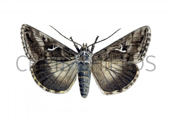 Illustration of Silver Y (Autographa gamma) (#1135)