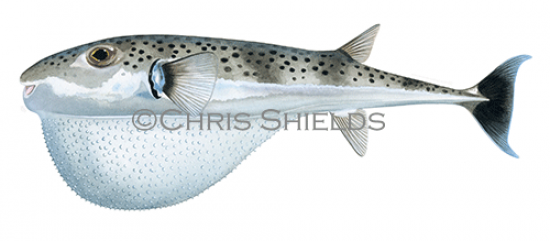 Illustration of Silver-cheeked Toadfish�(Lagocephalus�sceleratus) (#4667)