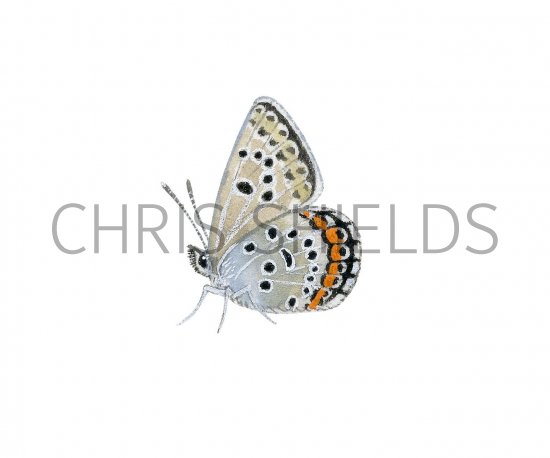 Illustration of Silver-studded Blue (Plebejus argus) (#2966)