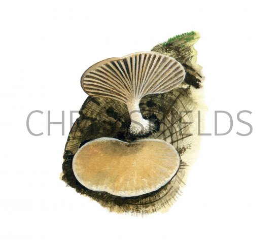 Illustration of Simocybe haustellaris (#3599)
