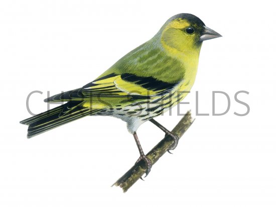 Illustration of Siskin (Carduelis spinus) (#1181)