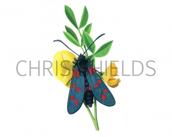 Illustration of Burnet Moth (Six-Spot) Zygaena filipendulae (#1137)