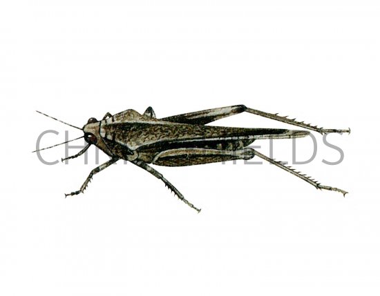 Illustration of Slender Groundhopper (Tetrix subulata) (#2580)