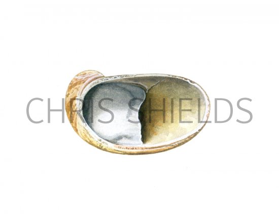 Illustration of Slipper Limpet (American) Crepidula fornicata (#2345)