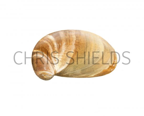 Illustration of Slipper Limpet (American) Crepidula fornicata (#1977)