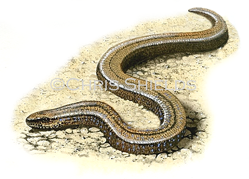 Illustration of Slow Worm (Anguis fragilis) (#0704)