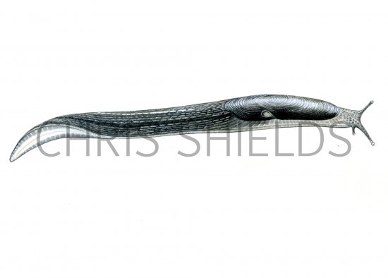 Illustration of Slug (Ash Black) Limax cinereoniger (#0616)