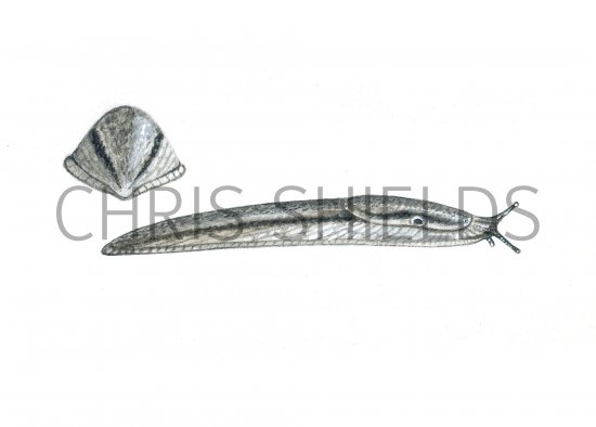 Illustration of Slug (Bourgulgnat's) Arion circumscriptus agg. (#0596)