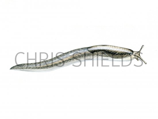Illustration of Slug (Tree) Lehmannia marginata (#0622)