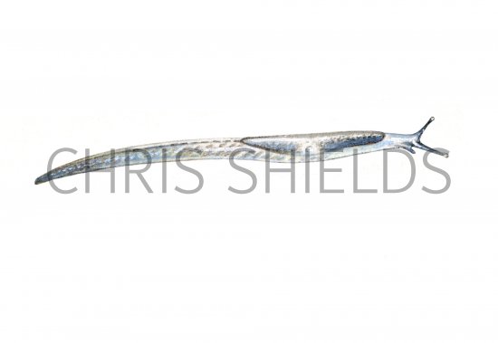 Illustration of Slug (Worm) Boettgerilla pallens (#0613)