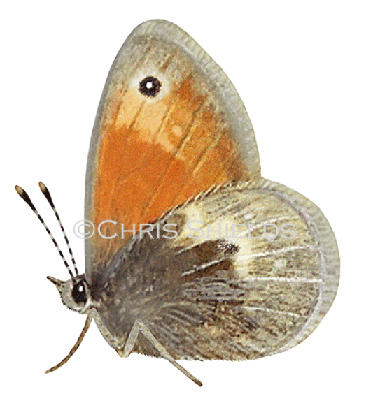 Illustration of Small Heath (Coenonympha pamphilus) (#2574)