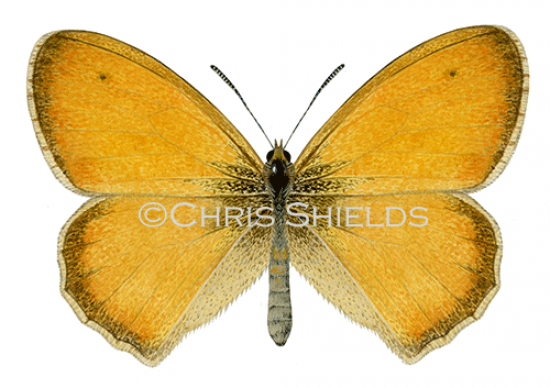 Illustration of Small Heath (Coenonympha pamphilus) (#2557)