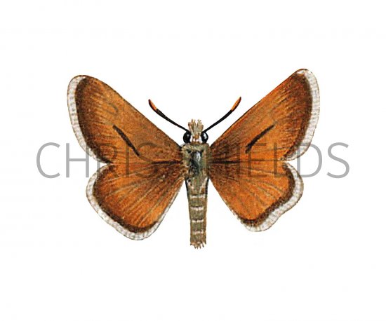 Illustration of Small Skipper (Thymelicus sylvestris) (#2560)